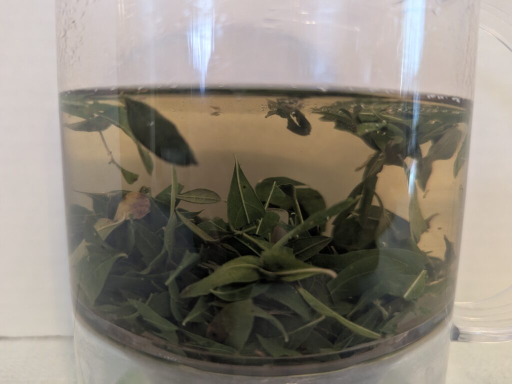 WhiteBrush Tea in process of brewing