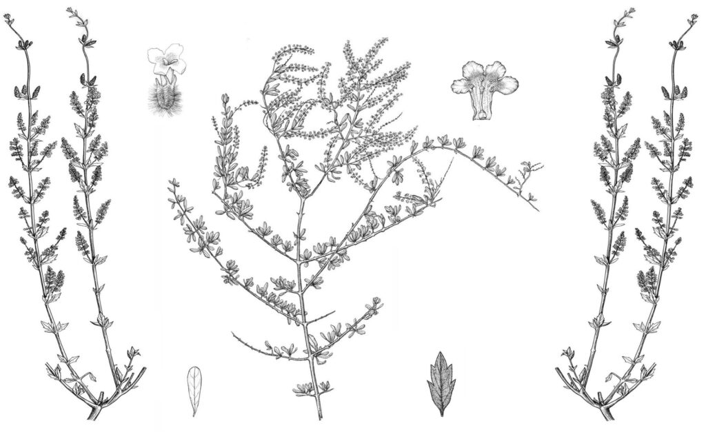 Botanical drawing of aloysia gratissima (WhiteBrush)